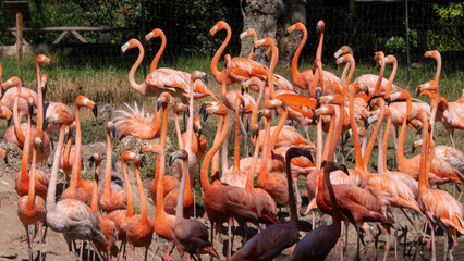 different shots of beautiful and colorful flamingos