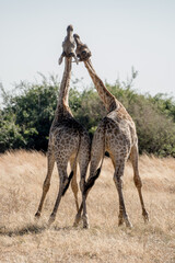 Chobe National Park, Botswana
