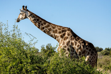 Chobe National Park, Botswana
