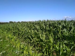 corn field