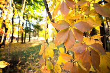 Close up of bright yellow and red maple leaves on fall tree branches with vibrant blurred background in autumn park.