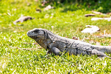 Profil lizard observing us from the green ground down the summer sunlight