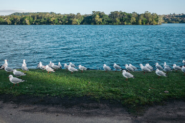 seagulls on the river