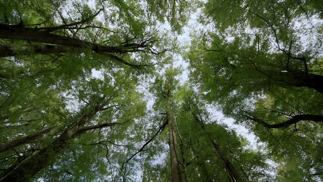 In silent summer deciduous forest, low angle view below tall trees.