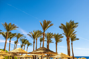 Straw shade umbrellas and fresh green palm trees in tropical region against blue vibrant sky in summer.