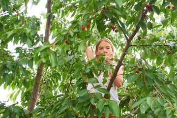 Child girl climbing a tree and tearing cherries in summer