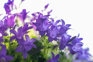 Bluebells, soft focus