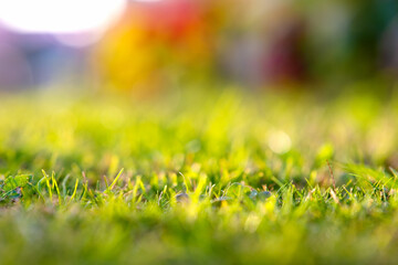 Close up of green grass covered lawn with vibrant colorful background.