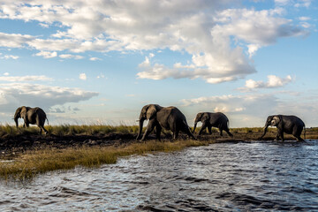Naklejka premium Chobe National Park, Botswana
