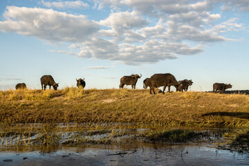 Fototapeta na wymiar Chobe National Park, Botswana