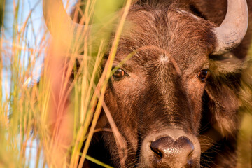 Chobe National Park, Botswana