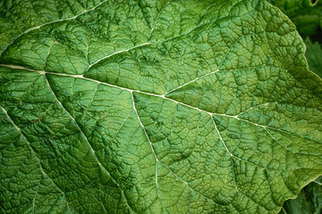 Creative floral green background, green leaves background. Copy space.