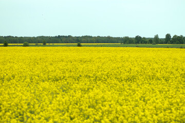 Fototapeta premium Beautiful summer landscape yellow rapeseed field and blue sky. copy space.