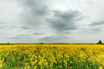 Obraz premium Beautiful summer landscape yellow rapeseed field and blue sky. copy space.