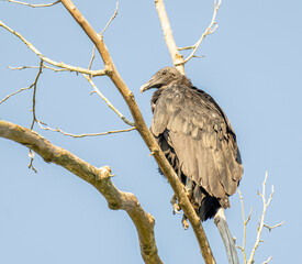 A Closeup of a Black Vulture Perched on a Dead Branch