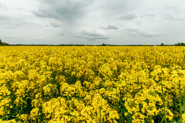 Obraz premium Beautiful summer landscape yellow rapeseed field and blue sky. copy space.