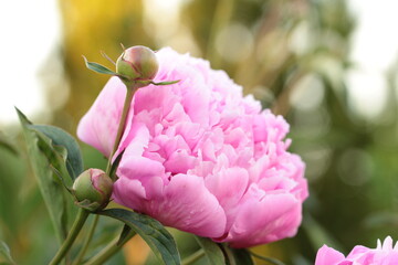 Gefüllte Pfingstrosenblüte