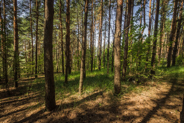 Obraz premium forest landscape. the pine forest in Sunny day