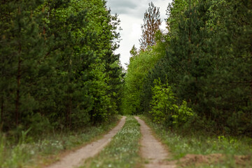 Fototapeta na wymiar Beautiful summer landscape green forest and road in the forest.