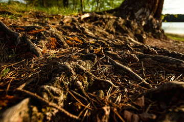 Tree roots on plant background