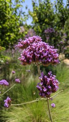 Obraz premium purple lavender flowers