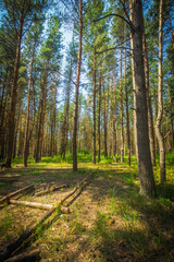 forest landscape. the pine forest in Sunny day