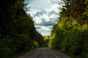 Beautiful summer landscape green forest and road in the forest.