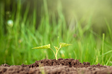 A green sprout breaks out of the ground against the backdrop of greenery. Business concept, new beginning, new life. Copy space.