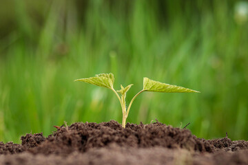 A green sprout breaks out of the ground against the backdrop of greenery. Business concept, new beginning, new life. Copy space.