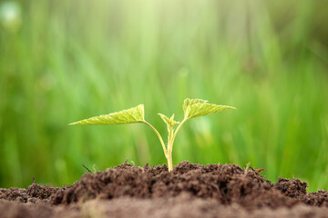 A green sprout breaks out of the ground against the backdrop of greenery. Business concept, new beginning, new life. Copy space.