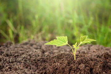 A green sprout breaks out of the ground against the backdrop of greenery. Business concept, new beginning, new life. Copy space.