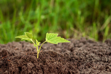 A green sprout breaks out of the ground against the backdrop of greenery. Business concept, new beginning, new life. Copy space.