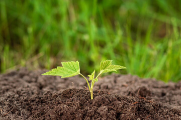 A green sprout breaks out of the ground against the backdrop of greenery. Business concept, new beginning, new life. Copy space.