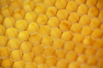 yellow sealed cells on the frame. Honey frame with mature honey. Wooden small frame with honeycombs full of acacia honey.