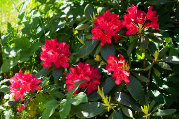 Beautiful red rhododendron flower in the garden.