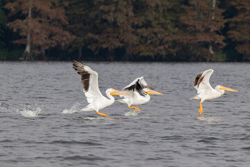 Pelicans on Reelfoot lake in Tennessee during their annual migration
