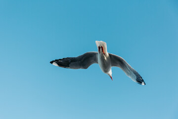 great white pelican in flight