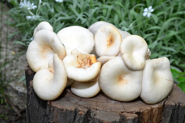 Oyster mushrooms lie on a wooden log.