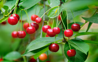 Ripe cherries