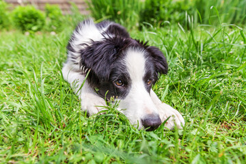 Funny outdoor portrait of cute smilling puppy dog border collie lying down on green grass lawn in park or garden background