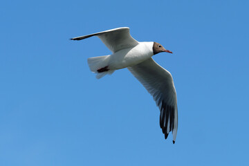 Fototapeta premium Lachmöve im Flug vor blauem Himmel bei sonnigem Wetter - Stockfoto