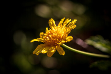 yellow flower closeup