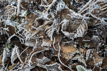 Beautiful natural patterns of frost crystals on leaves and branches hanging on the ice frozen natural. Morning frost. Rime. Late fall, early winter.