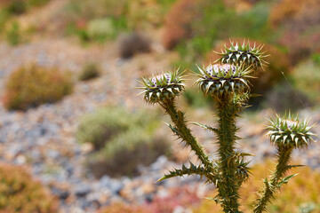 Onopordum bracteatum in western Crete with blurred background.