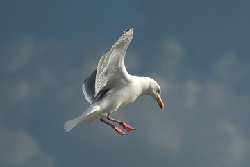 Möve im Flug vor der Landung vor dunklen Wolken - Stockfoto