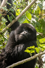 Gorillas in Virunga National Park, R.D. Congo