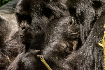 Gorillas in Virunga National Park, R.D. Congo