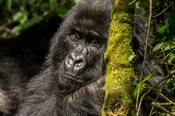 Gorillas in Virunga National Park, R.D. Congo