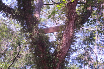 climbing tree
