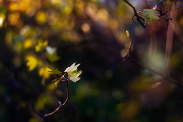 Fototapeta na wymiar Autumn leaves on sun. Fall dark blurred background.